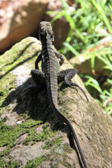 Australian Water Dragon Itellagama lesueurii Lizard Sitting on a Rock