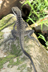 Australian Water Dragon Itellagama lesueurii Lizard Sitting on a Rock