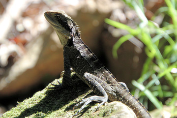 Australian Water Dragon Itellagama lesueurii Lizard Sitting on a Rock
