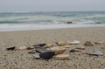 Fototapeta na wymiar conchas de mar