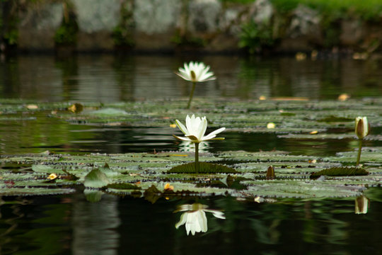 Reflexo da Vit&oacute;ria R&eacute;gia 