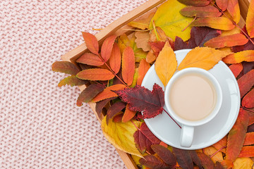 Cup of coffee with milk and colorful leaves on wood tray on pink pastel knitted plaid background. Autumn cozy. Flat lay, top view, copy space