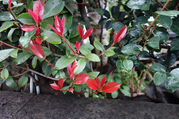 雨に濡れたレッドロビン
