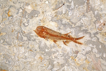 Fish Fossil (Lycoptera davidi) from Liaoxi, Liaoning province China, its lived from the late Jurassic to Cretaceous periods. Close up, selective focus.