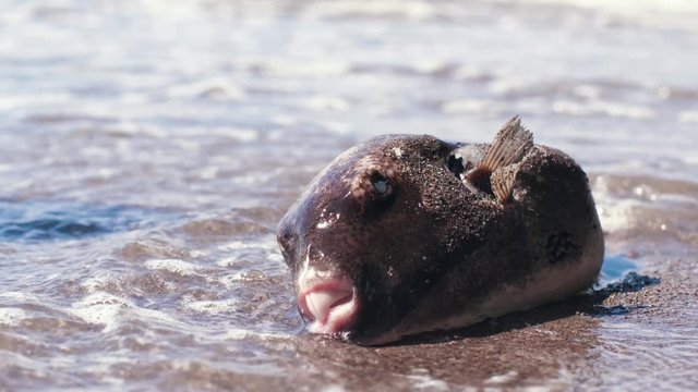 A pufferfish Arothron stellatus,Tetraodontidae washed ashore after storm.