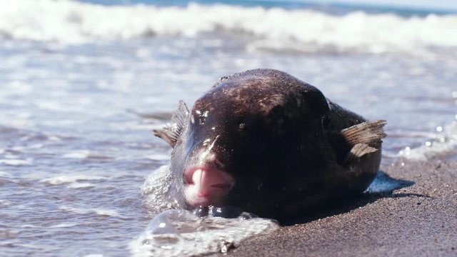 A dead pufferfish washed ashore by the waves.