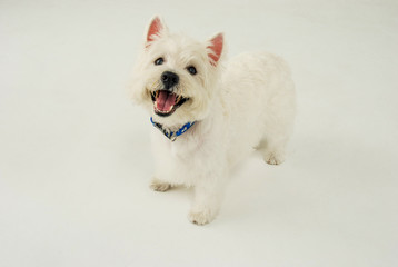 ウエスト・ハイランド・ホワイト・テリア