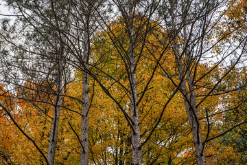 A look into the woods at the peak of fall foliage in Western Pennsylvania. 