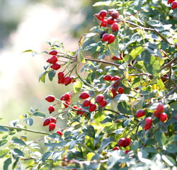 バラーロサエグランテリア