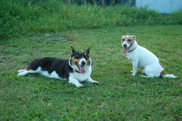 散歩中のコーギー犬とジャックラッセル