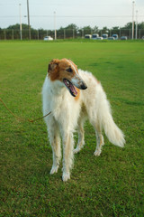 Fototapeta premium ボルゾイ