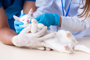 Two young vet doctors examining sick cat