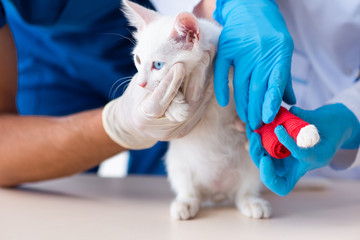 Two young vet doctors examining sick cat