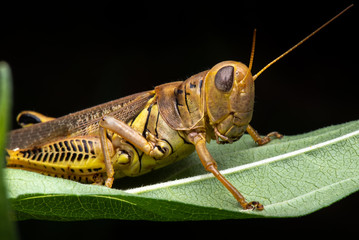 Grasshopper