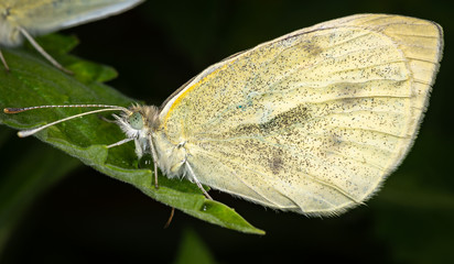 Cabbage White Butterfly on a Catnip Leaf