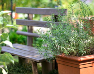 ローズマリーと庭