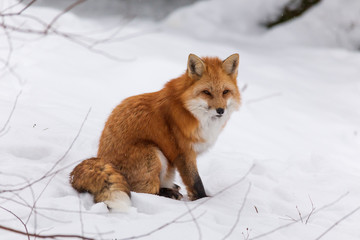 A lone red fox