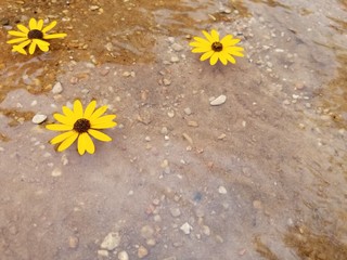 Fototapeta na wymiar Black Eyed Susan Flower Top Floating on a Shallow Creek 