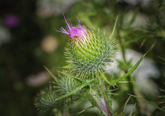 Distel
