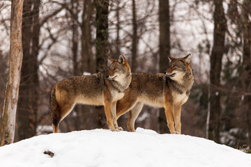 Fototapeta na wymiar A pair of coyotes in a winter scene