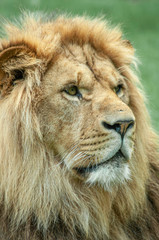 Fototapeta na wymiar Portrait de lion