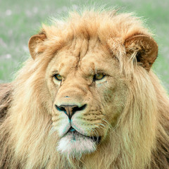 Portrait de lion