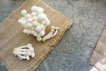 Shimeji mushrooms are a group of edible mushrooms found in Eastern Asia and Northern Europe. Hon-shimeji is mycorrhizal fungus.