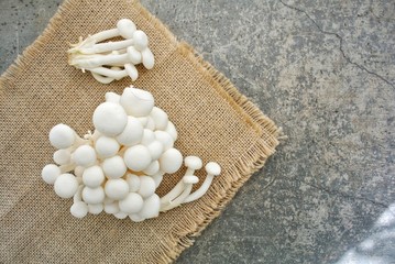 Obraz na płótnie Canvas Shimeji mushrooms are a group of edible mushrooms found in Eastern Asia and Northern Europe. Hon-shimeji is mycorrhizal fungus.