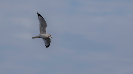 ring billed gull in flight at presque isle state park in Erie Pennsylvania 
