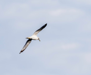 Fototapeta na wymiar ring billed gull in flight at presque isle state park in Erie Pennsylvania 