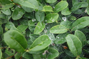 蜘蛛の巣と水滴