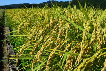 黄金色に稔った稲穂