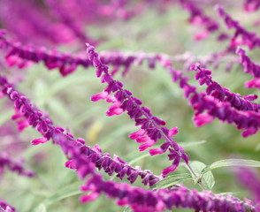 Obraz premium 植物