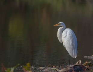 great egret (Ardea alba) at presque isle state park lake Erie Pennsylvania 