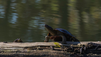 painted turtle on a log 