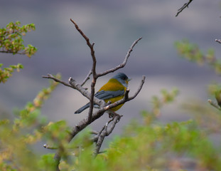 Green Parrot Hiding in a Tree in Torres Del Paine, Patagonia Chile