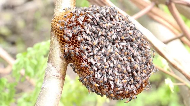 Honeycomb and bee or Apis florea on moringa tree and blur green leaves background.