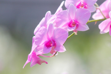 beautiful orchid flower in garden
