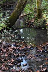 It's fall in the forest