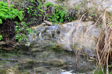 Tranquil Pond