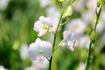 beautiful orchid flower in garden
