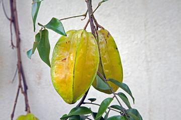 Carambola or Star Fruit hanging from tree - 297217147