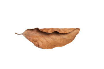 Fototapeta premium Dry leaf in isolated with clipping path,Brown color