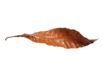 Dry leaf in isolated with clipping path,Brown color