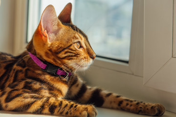 Cute bengal kitty cat laying next to the window at home