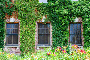 house with green ivy