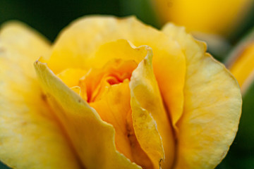yellow rose