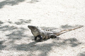 Iguana