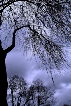 silhouette of a tree © Александр Чамин
