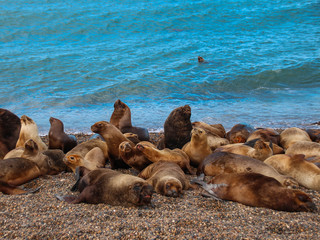Leões Marinhos reunidos na praia
